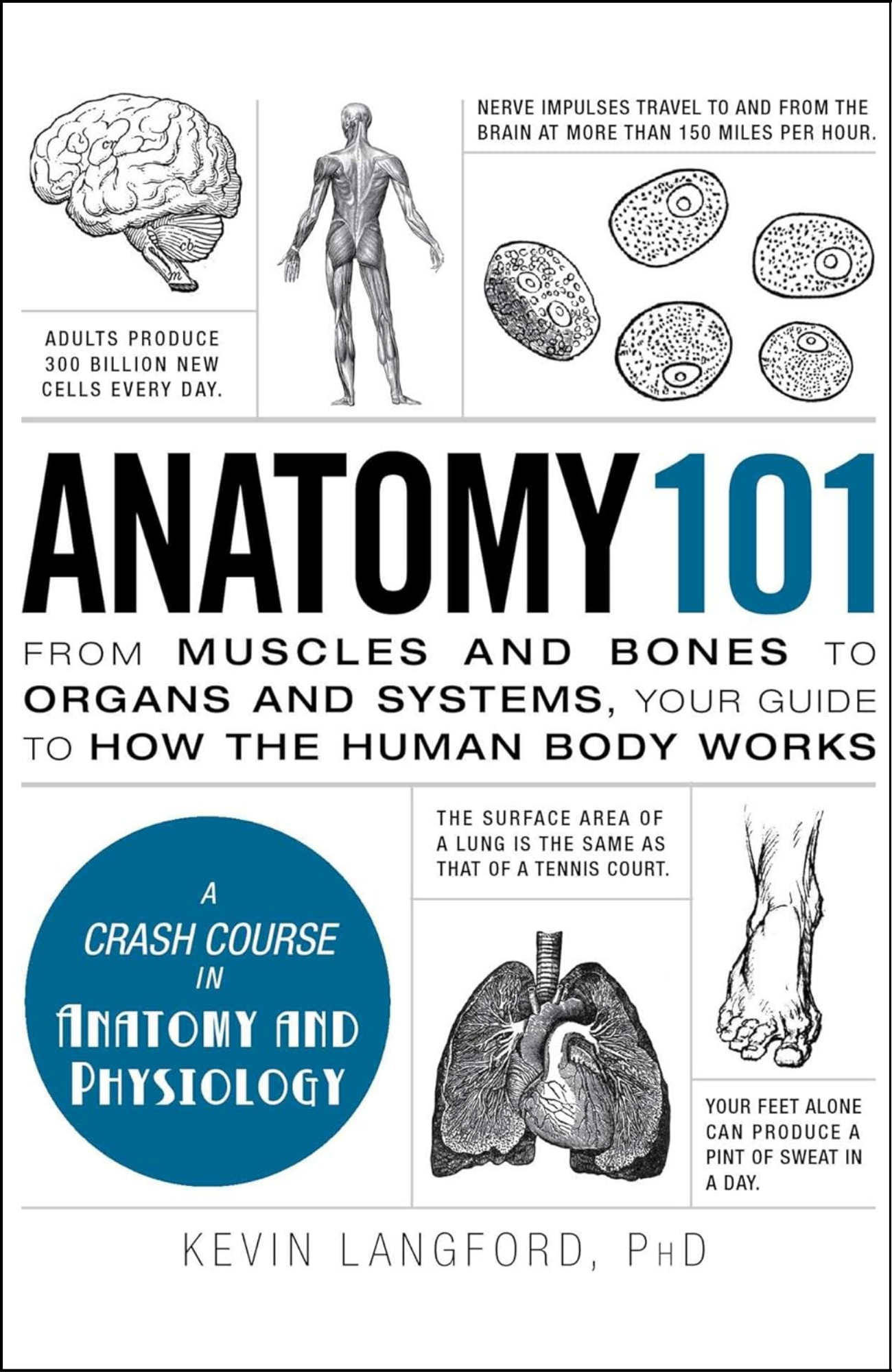 Anatomy 101 by Paul Kleinman (Author)